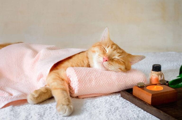 How do I start the process of introducing the cats?