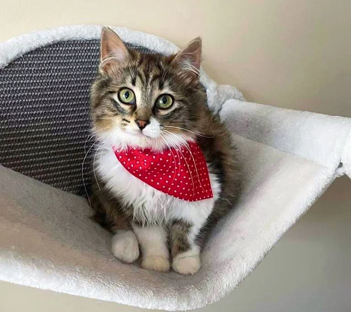 When the kitten looked into the patio window and saw the cozy indoor life, she wanted to try it.
