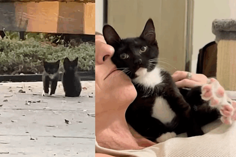 From Street Shadows to Safe Haven: How a Tiny Kitten Melted the Hearts of Former Feral Cats