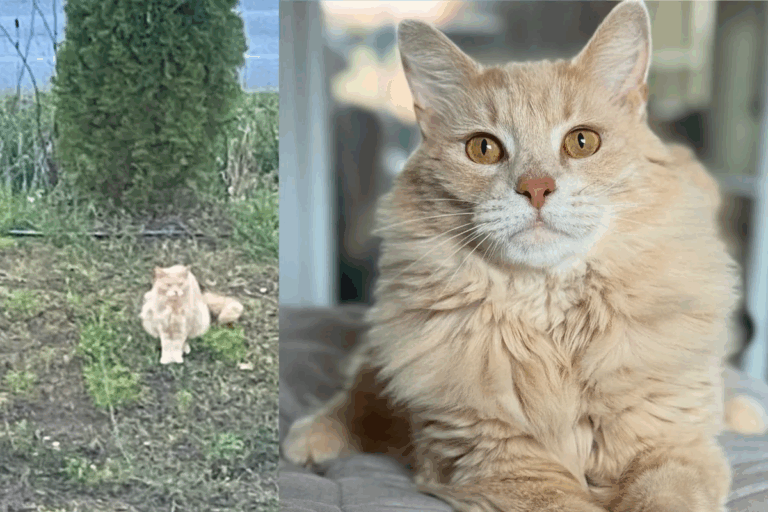 From the Post Office to a Forever Home: How One Cat Found the Love He’d Been Waiting For