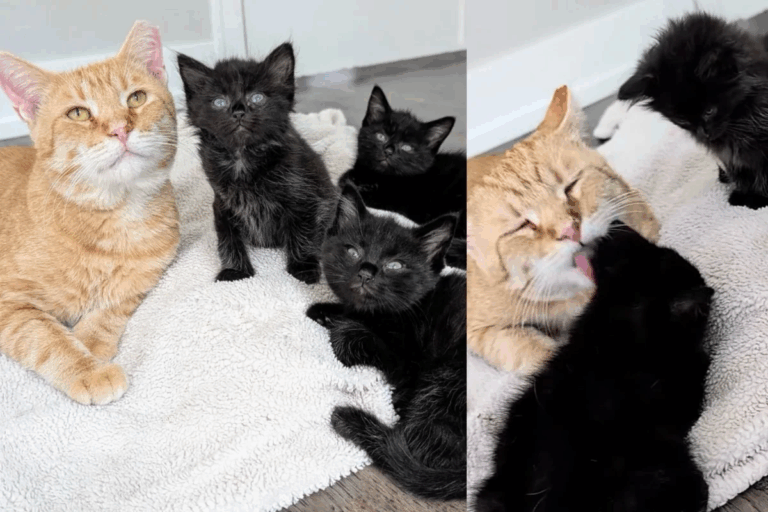 A Gentle Giant: How One Cat Took in Orphaned Kittens and Became the Father They Never Had