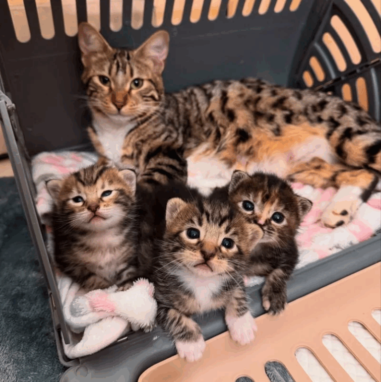 A Family’s Promise: From Rescuers to Forever Home for a Litter of Kittens and Their Cat Crew