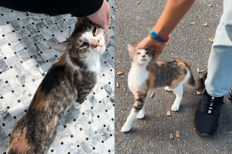 A Cat Kept Asking Strangers for Attention—Until One Kind Soul Changed His Life