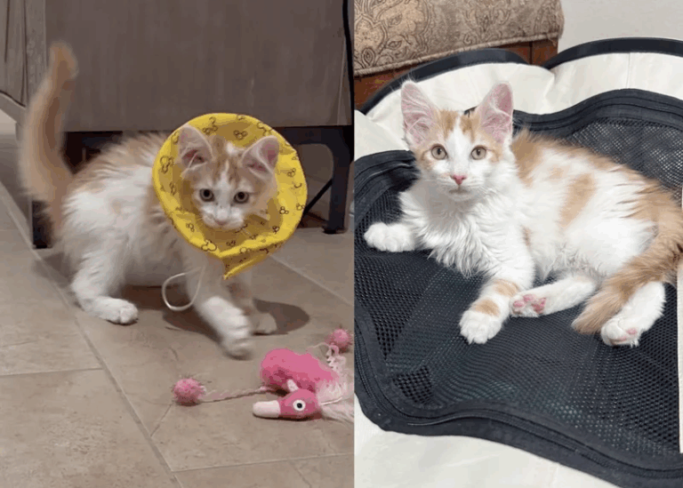 Timid Kitten Finds Courage Thanks to a Cat Who Took Her Under His Wing