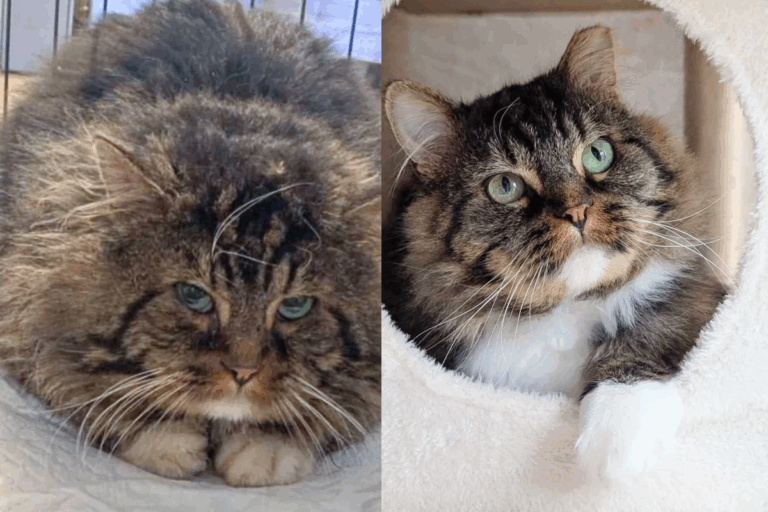 Tomcat Spent Years on the Streets—Now He’s Living the Good Life He Always Deserved