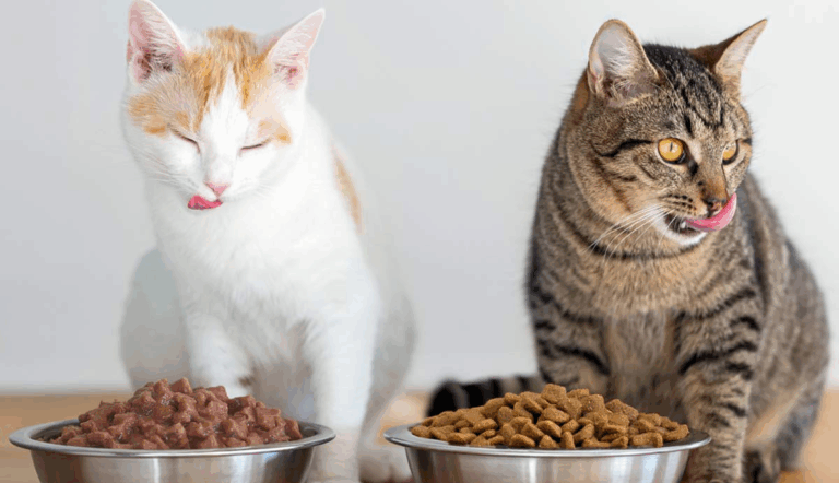 What should I feeding my cats?