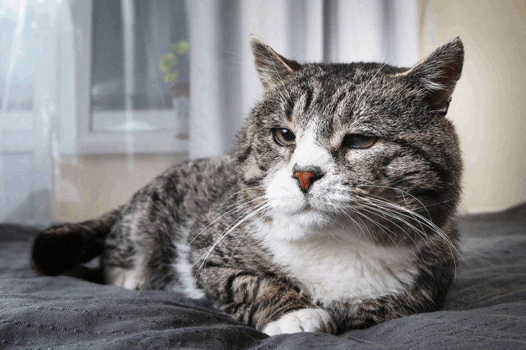 Caring for Your Senior Cat