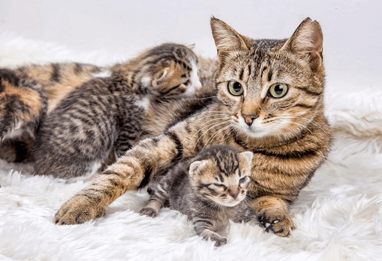 BASIC PET CARE cats and kittens