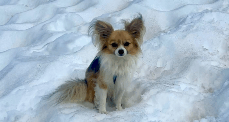 Tiny Chihuahua Helps Rescue Owner Who Fell into Swiss Glacier
