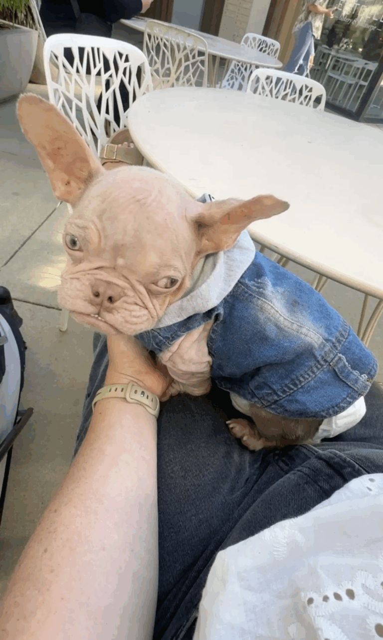 Every time he goes out, the little pink puppy gets confused for a human baby.