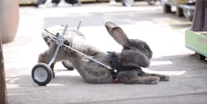 Her owner said, “Absolutely not,” in response to the veterinarians’ advice to give up.