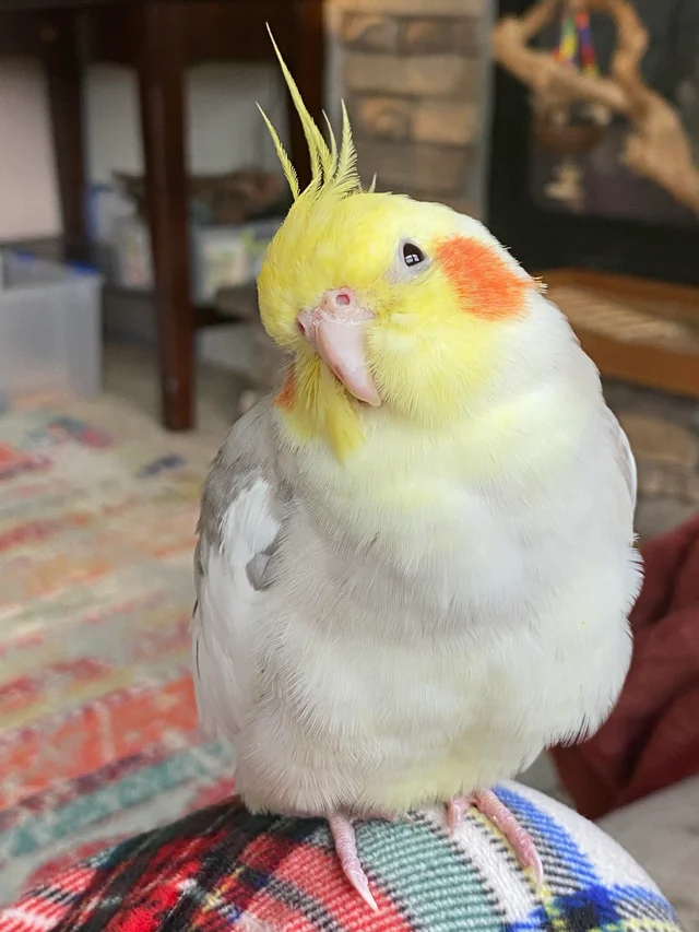 How to Take Care of a Cockatiel: A Gentle Guide for New Bird Owners