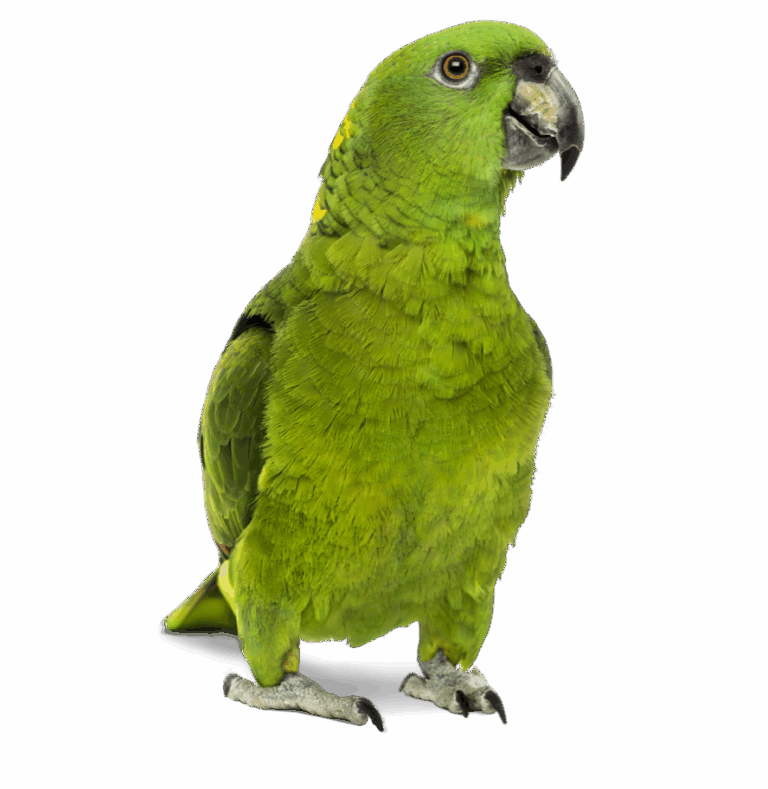 7 Human Foods That Are Surprisingly Dangerous for Pet Birds
