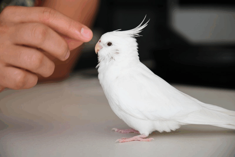 10 Ways to Truly Support Your Bird’s Happiness and Well-being