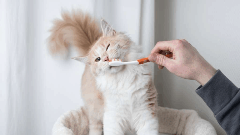 Guide to Dental Care for Cats
