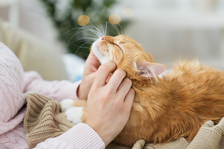 Why Enrichment Is Essential for Indoor Cats