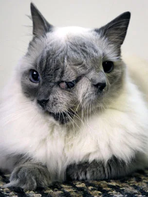 The Remarkable Tale of Frank and Louie – A Two‑Faced Miracle Cat