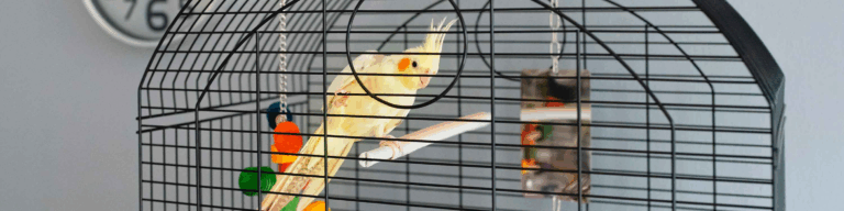 How to Choose the Right Cage for Your Cockatiel: A Practical Guide