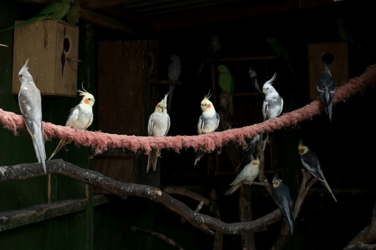 Understanding and Preventing Night Frights in Pet Birds
