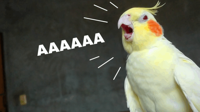 Why Is My Cockatiel Screaming? Understanding and Addressing Your Bird’s Behavior