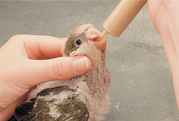 The Ultimate Guide to Weaning Foods for Baby Cockatiels