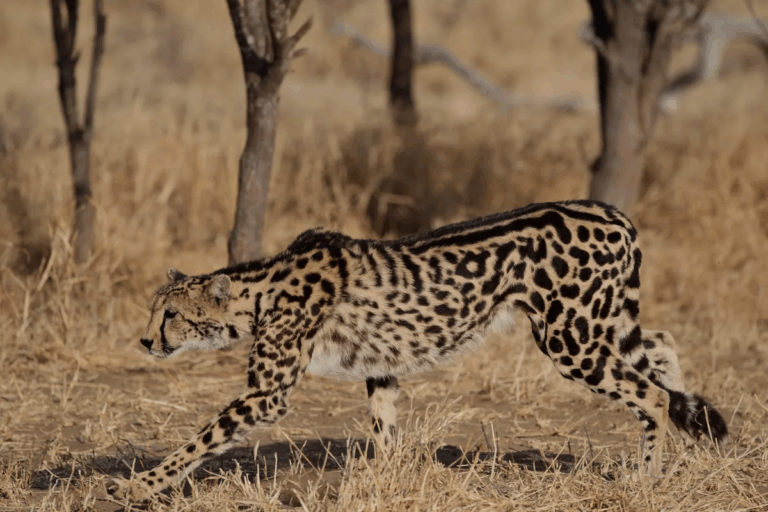 The King Cheetah: Rare Genetic Marvel, Not a New Species