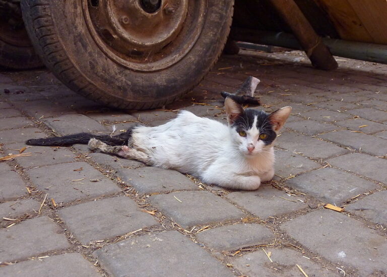 Stray Cat Struggling on the Streets – A Heartbreaking Story of Survival and Hope