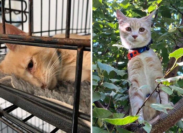 From a Broken Kitten to a Beloved Family Member: The Journey of Hope
