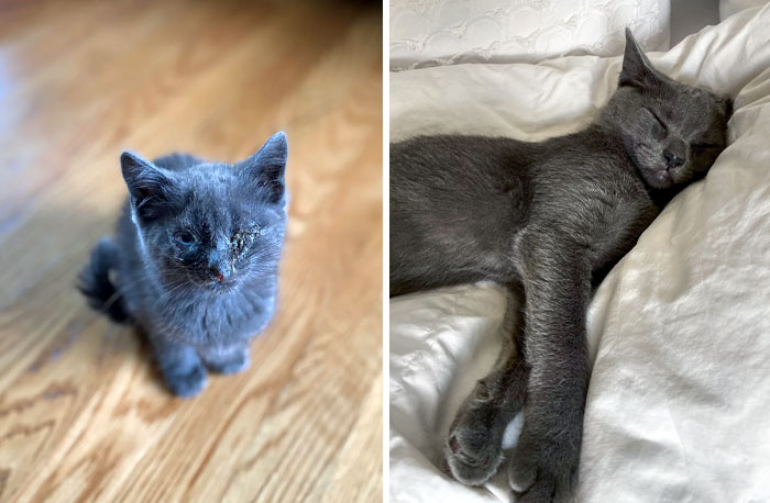 From Broken Kitten to Beloved Companion: A Rescue Story