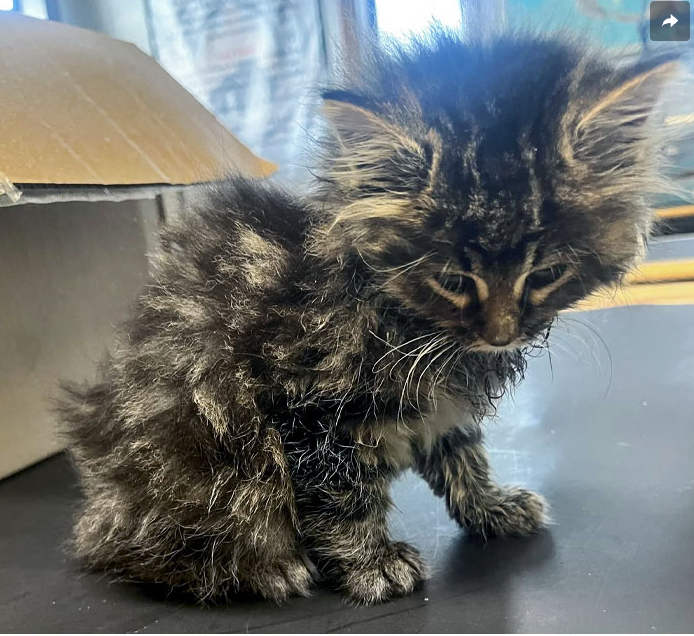 From Fragile to Flourishing: The Rescue Journey of a Tiny Kitten