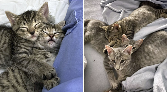From Despair to Delight: The Miraculous Transformation of Our Rescued Kittens