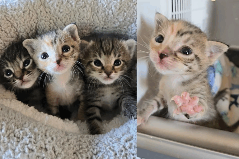 From One Cat Mom to a Whole Feline Family: How a Shelter Visit Became a Miracle Gathering