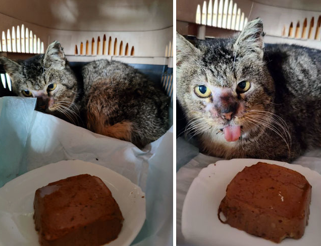 The Scars of a Survivor: The Miraculous Healing of a Rescued Cat