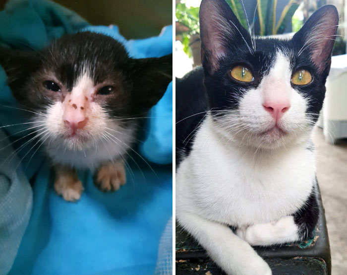 A Glimmer of Hope: The Miraculous Story Behind Those Golden Eyes
