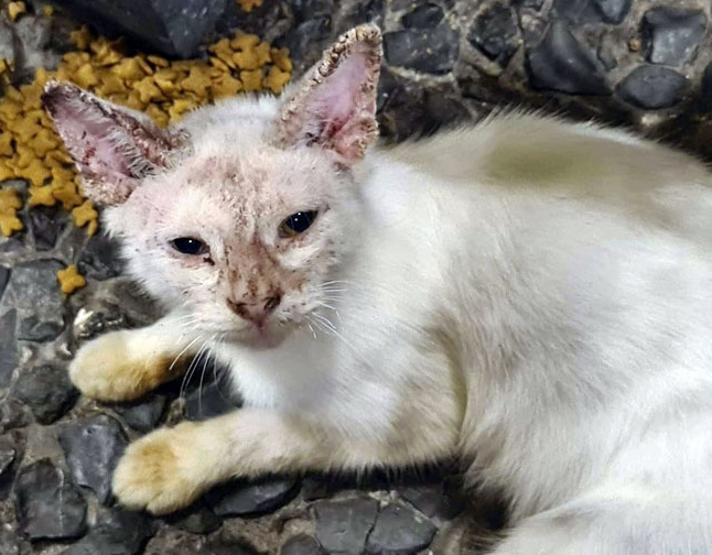 A Story of Second Chances: The Miraculous Recovery of a Street Cat