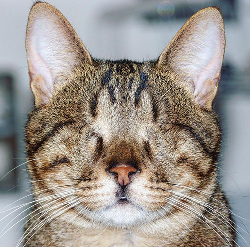 From Darkness to Light: A Blind Cat’s Journey from the Streets of Athens to a Loving Home in England