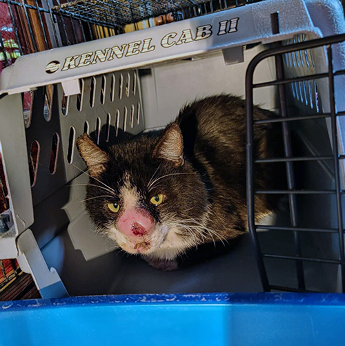 Rescued and Resilient: One Cat’s Inspiring Battle Against a Rare Fungal Infection