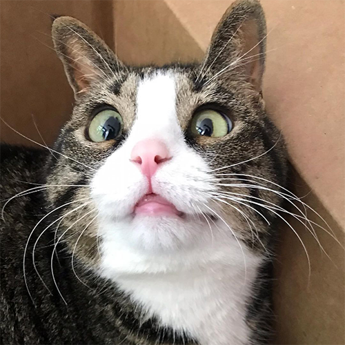 Wobbly But Wonderful: How One Cross-Eyed Cat Captured Hearts and Found Her Forever Home