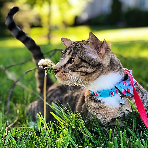 The Four-Eared Wonder: How an Extraordinary Kitten Beat the Odds and Found a Loving Home