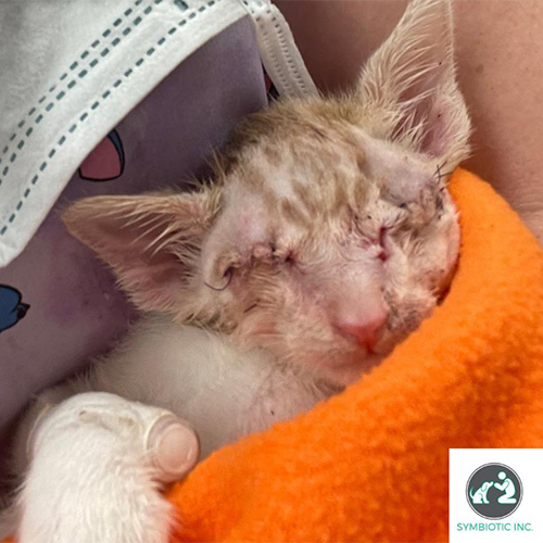 Sightless but Fearless: The Inspiring Adventures of Stevie the Blind Kitten