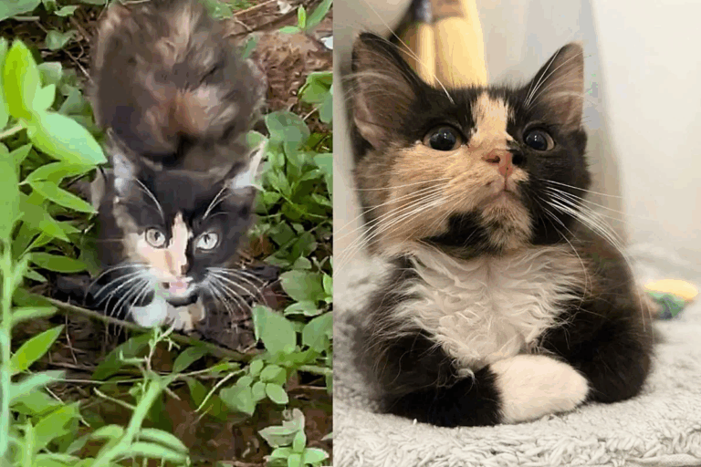 A Tiny Calico, a Gentle Rescuer: How Delilah Emerged from the Bushes and Found a Lifelong Touch