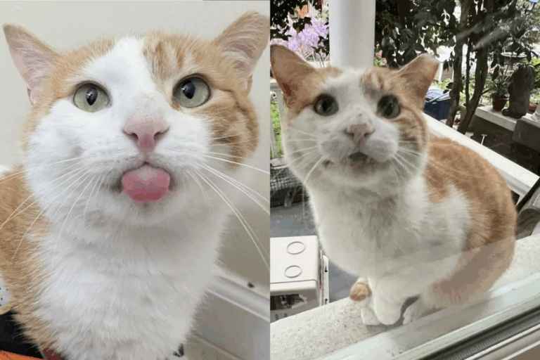 From Roaming Stranger to Sweetheart: How an Outdoor Cat Found Comfort and Confidence Indoors