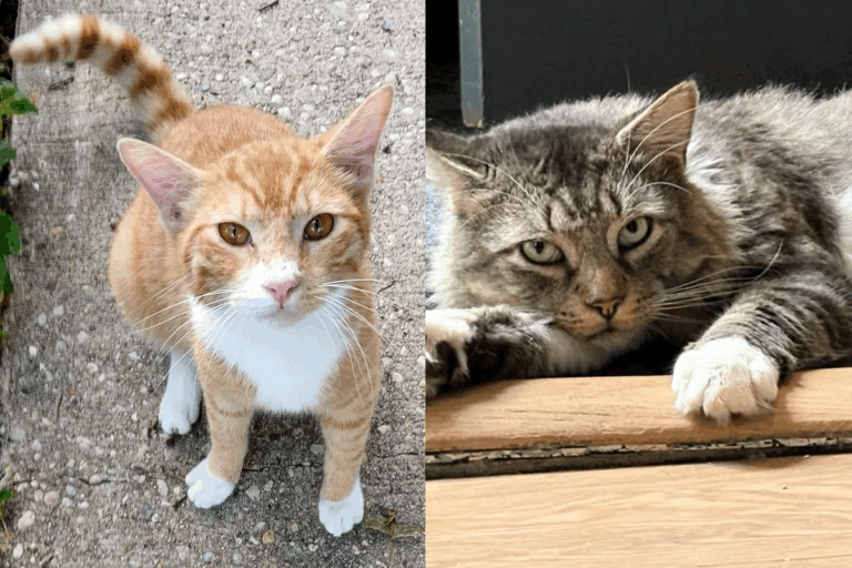 Honeymoon Surprise: How a Couple Came for One Cat—and Left with Two Soulmates
