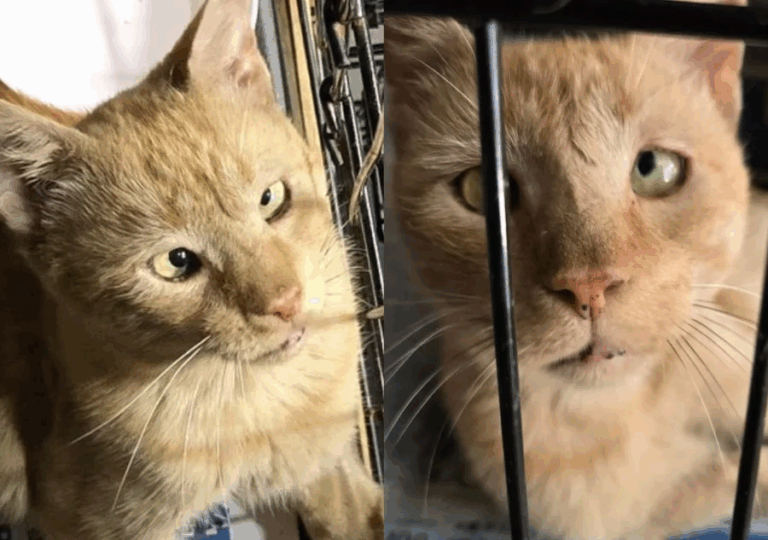 Finn the Cross-Eyed Cuddle King: A Tale of Resilience, Charm, and Second Chances