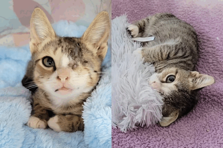From Overlooked Shelter Kitten to Beloved Foster Star – Chip’s Journey of Resilience