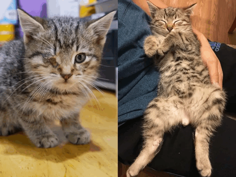 From Broken to Blissful: The Inspiring Journey of a One-Eyed Kitten