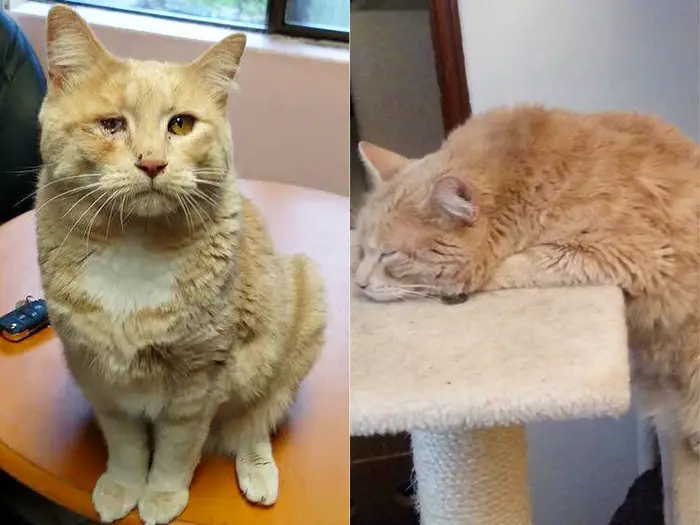 From Street Stray to Beloved Companion: The Inspiring Journey of a Resilient Cat