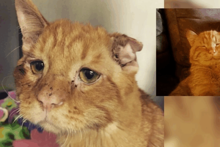 From “Unadoptable” to Unstoppable: BenBen’s Journey from Forgotten to Forever Loved