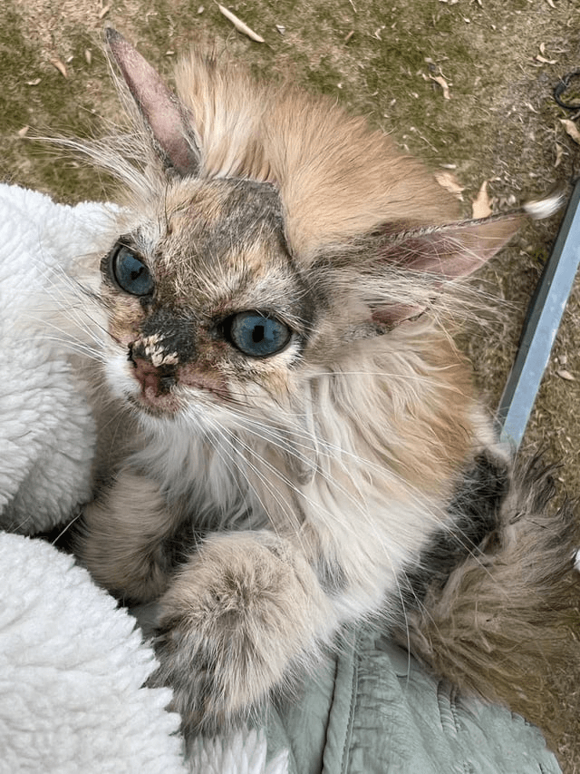 From Desperation to Healing: The Journey of a Forgotten Cat Who Found Love
