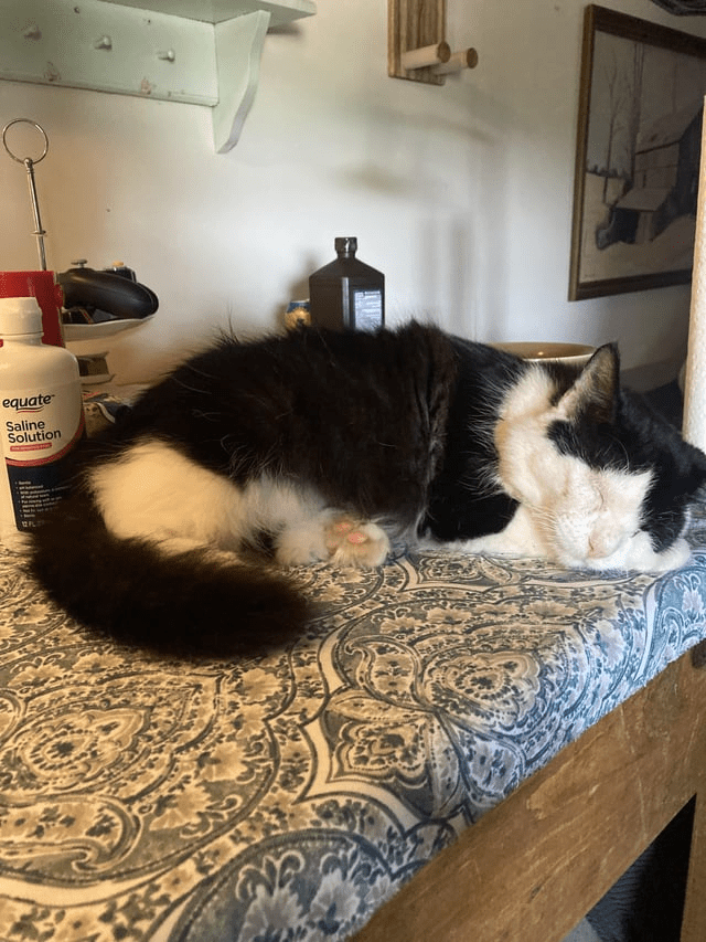 From Neglect to Nurture: The Healing Journey of a Forgotten Cat